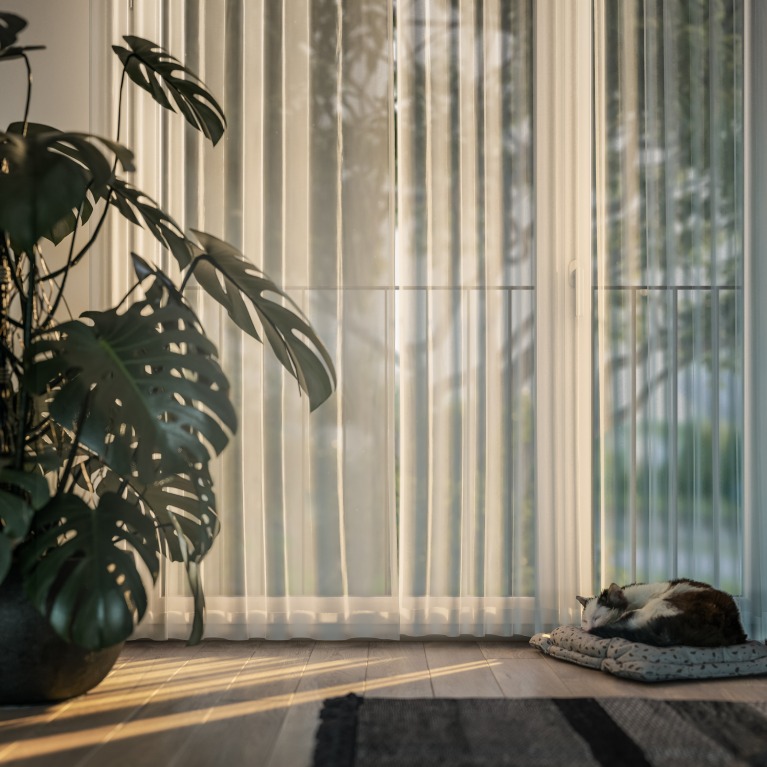 Snoozing Cat